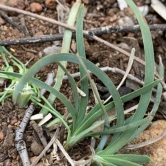 Lomandra filiformis subsp. coriacea (Wattle Matrush) at Campbell, ACT - 13 Jun 2020 by JanetRussell