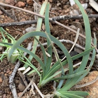 Lomandra filiformis subsp. coriacea (Wattle Matrush) at Campbell, ACT - 13 Jun 2020 by JanetRussell