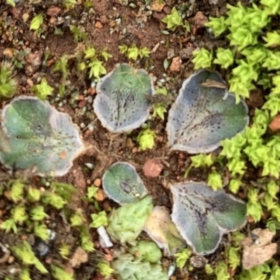 Riccia cartilaginosa (Liverwort) at Mount Ainslie to Black Mountain - 13 Jun 2020 by JanetRussell