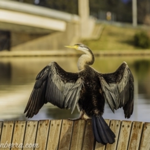 Anhinga novaehollandiae at Parkes, ACT - 12 Jun 2020