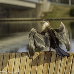 Anhinga novaehollandiae at Parkes, ACT - 12 Jun 2020