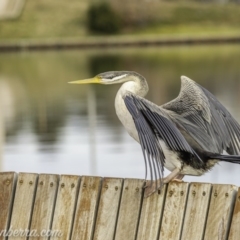 Anhinga novaehollandiae at Parkes, ACT - 12 Jun 2020