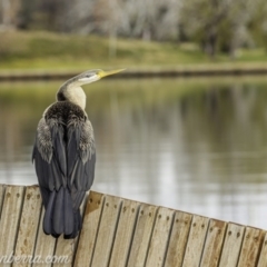 Anhinga novaehollandiae at Parkes, ACT - 12 Jun 2020 03:05 PM