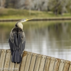 Anhinga novaehollandiae at Parkes, ACT - 12 Jun 2020