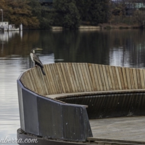 Anhinga novaehollandiae at Parkes, ACT - 12 Jun 2020