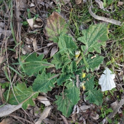 Cymbonotus sp. (preissianus or lawsonianus) (Bears Ears) at Red Hill Nature Reserve - 9 Jun 2020 by JackyF