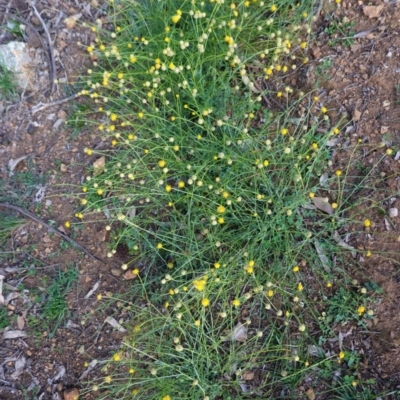 Calotis lappulacea (Yellow Burr Daisy) at Deakin, ACT - 9 Jun 2020 by JackyF