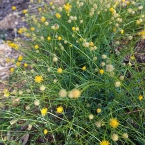 Calotis lappulacea at Deakin, ACT - 9 Jun 2020 03:00 PM