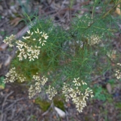 Cassinia quinquefaria (Rosemary Cassinia) at Deakin, ACT - 9 Jun 2020 by JackyF