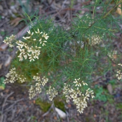 Cassinia quinquefaria (Rosemary Cassinia) at Deakin, ACT - 9 Jun 2020 by JackyF