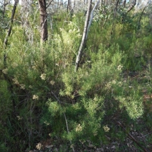 Cassinia quinquefaria at Deakin, ACT - 9 Jun 2020 03:17 PM