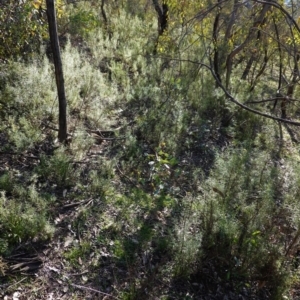 Cassinia quinquefaria at Deakin, ACT - 9 Jun 2020 03:17 PM