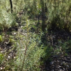 Cassinia quinquefaria at Deakin, ACT - 9 Jun 2020 03:17 PM