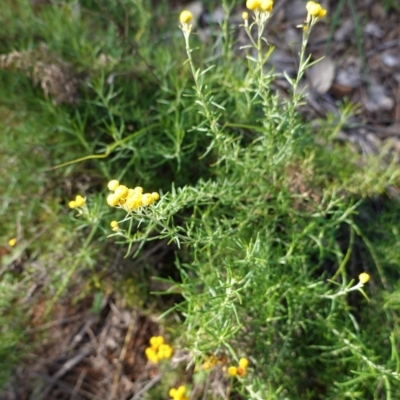 Chrysocephalum semipapposum (Clustered Everlasting) at Red Hill Nature Reserve - 9 Jun 2020 by JackyF
