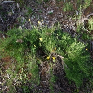 Chrysocephalum semipapposum at Deakin, ACT - 9 Jun 2020