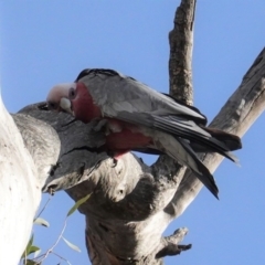 Eolophus roseicapilla (Galah) at Deakin, ACT - 9 Jun 2020 by JackyF