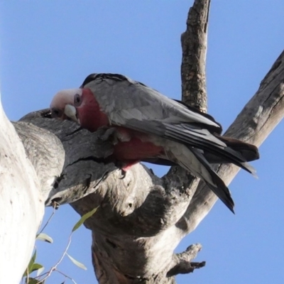 Eolophus roseicapilla (Galah) at Deakin, ACT - 9 Jun 2020 by JackyF