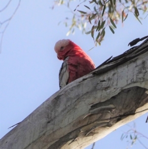 Eolophus roseicapilla at Deakin, ACT - 9 Jun 2020