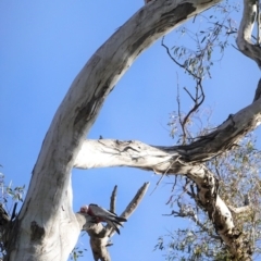 Eolophus roseicapilla at Deakin, ACT - 9 Jun 2020