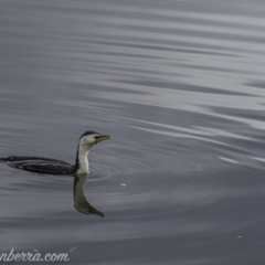 Microcarbo melanoleucos (Little Pied Cormorant) at Lake Burley Griffin West - 12 Jun 2020 by JonSteinbeck