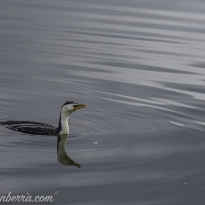 Microcarbo melanoleucos (Little Pied Cormorant) at Lake Burley Griffin West - 12 Jun 2020 by BIrdsinCanberra