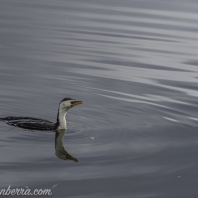 Microcarbo melanoleucos (Little Pied Cormorant) at Lake Burley Griffin West - 12 Jun 2020 by JonSteinbeck