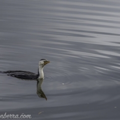 Microcarbo melanoleucos at Lake Burley Griffin West - 12 Jun 2020