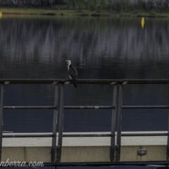 Microcarbo melanoleucos at Lake Burley Griffin West - 12 Jun 2020