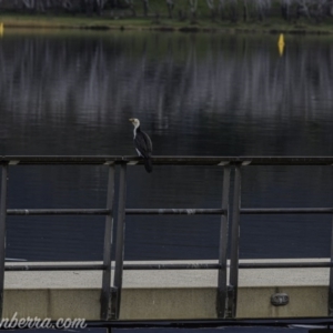 Microcarbo melanoleucos at Lake Burley Griffin West - 12 Jun 2020 03:04 PM