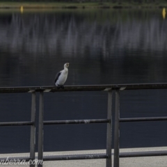 Microcarbo melanoleucos at Lake Burley Griffin West - 12 Jun 2020 03:04 PM