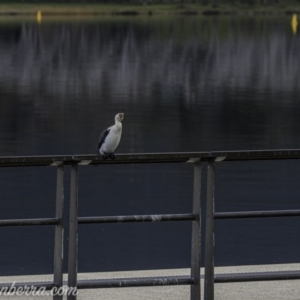 Microcarbo melanoleucos at Lake Burley Griffin West - 12 Jun 2020