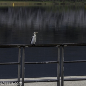 Microcarbo melanoleucos at Lake Burley Griffin West - 12 Jun 2020 03:04 PM