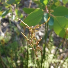 Lepidosperma laterale (Variable Sword Sedge) at Deakin, ACT - 9 Jun 2020 by JackyF