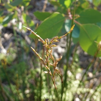 Lepidosperma laterale (Variable Sword Sedge) at Deakin, ACT - 9 Jun 2020 by JackyF