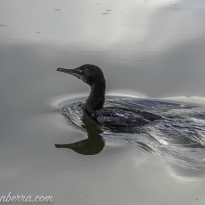 Phalacrocorax sulcirostris (Little Black Cormorant) at Lake Burley Griffin West - 12 Jun 2020 by JonSteinbeck