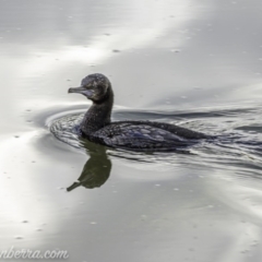 Phalacrocorax sulcirostris at Lake Burley Griffin West - 12 Jun 2020