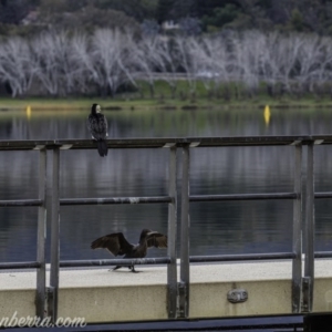 Phalacrocorax sulcirostris at Lake Burley Griffin West - 12 Jun 2020