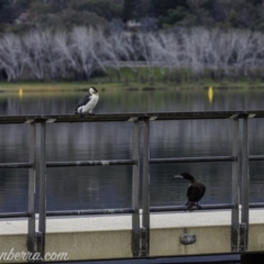 Phalacrocorax sulcirostris at Lake Burley Griffin West - 12 Jun 2020