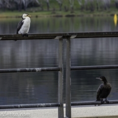 Phalacrocorax sulcirostris at Lake Burley Griffin West - 12 Jun 2020