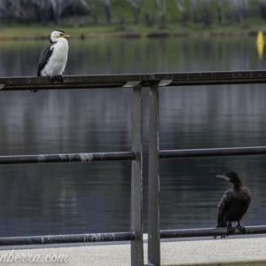 Phalacrocorax sulcirostris at Lake Burley Griffin West - 12 Jun 2020