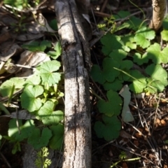 Hydrocotyle laxiflora (Stinking Pennywort) at Deakin, ACT - 9 Jun 2020 by JackyF