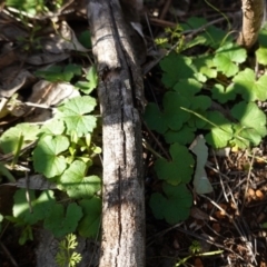 Hydrocotyle laxiflora (Stinking Pennywort) at Red Hill Nature Reserve - 9 Jun 2020 by JackyF