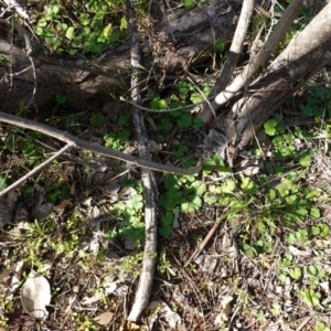 Hydrocotyle laxiflora at Deakin, ACT - 9 Jun 2020