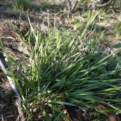 Dianella revoluta var. revoluta (Black-Anther Flax Lily) at Deakin, ACT - 9 Jun 2020 by JackyF