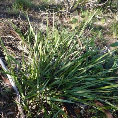 Dianella revoluta var. revoluta (Black-Anther Flax Lily) at Red Hill Nature Reserve - 9 Jun 2020 by JackyF