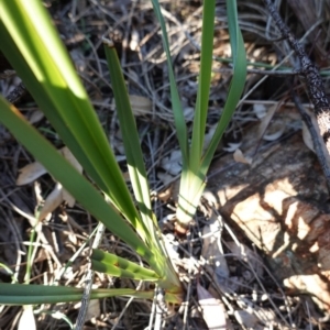 Dianella revoluta var. revoluta at Deakin, ACT - 9 Jun 2020