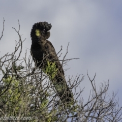 Zanda funerea (Yellow-tailed Black-Cockatoo) at Paddys River, ACT - 14 Jun 2020 by JonSteinbeck