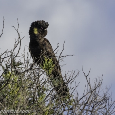Zanda funerea (Yellow-tailed Black-Cockatoo) at Paddys River, ACT - 14 Jun 2020 by JonSteinbeck