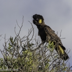 Zanda funerea at Paddys River, ACT - 14 Jun 2020