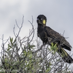 Zanda funerea at Paddys River, ACT - 14 Jun 2020